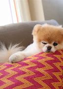 Image result for Boo the Cutest Dog in the World Death