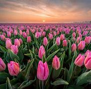 Image result for Field of Pink Tulips