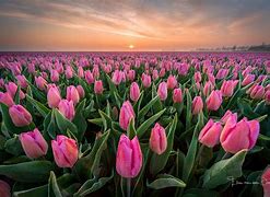 Image result for Light Pink Tulips Field