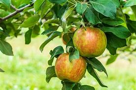 Image result for Planting Honeycrisp Apple Tree