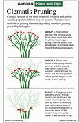 Image result for Pruning a Clematis Vine