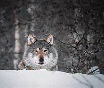 Image result for Lone Wolf Pack