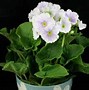 Image result for Primula vulgaris Avoca