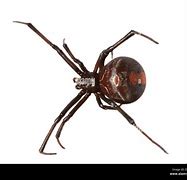 Image result for Latrodectus Hasselti
