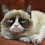 Image result for Angry Meow Cat Meme