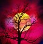 Image result for Summer Colours in Nature