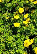 Image result for Potentilla fruticosa Kobold