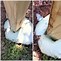 Image result for Expanding Foam Fence Post