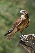 Image result for Falcon Stuffed Animal