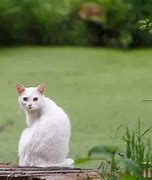 Image result for Blonde Lady White Cat Meme