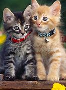 Image result for Cat Wallapepr Tablet