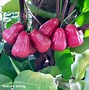 Image result for Rose Apple Plant Growing