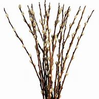 Image result for Pussy Willow Branches