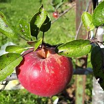 Image result for Winesap Apple Tree Look Like