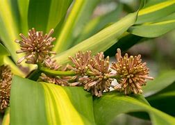 Image result for Flowers of Palo Brazil