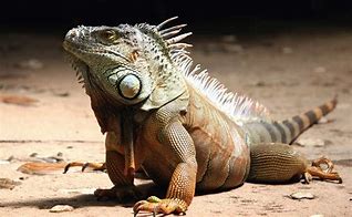 Image result for Biggest Lizard Ever