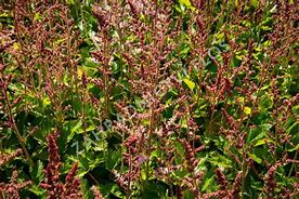 Image result for Astilbe chinensis Veronica Klose