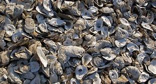 Image result for Chesapeake Bay Oysters