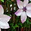 Image result for Clematis Pruning Chart