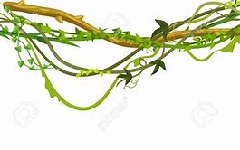 Image result for Jungle Vine Clip Art