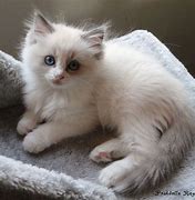 Image result for Small Ragdoll Kittens