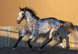Image result for Brown Appaloosa Horse