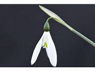 Image result for Galanthus elwesii Hiemalis Group Donald Simms Early