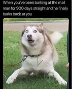 Image result for Amazing Dog Meme
