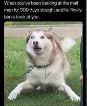 Image result for Dog Fail Meme