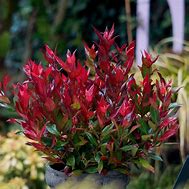 Image result for Leucothoe axillaris Little Flames