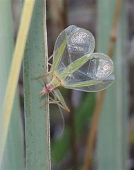 Image result for Chirping Cricket Toy