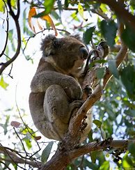 Image result for Kangaroo Island, Australia