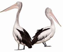 Image result for Pelican Trailblazer