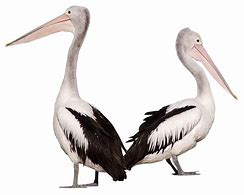 Image result for Pelican Fish Game