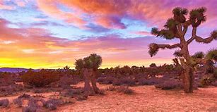 Image result for Cactus in a Desert
