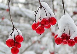 Image result for Winter Red Berry Wallpaper
