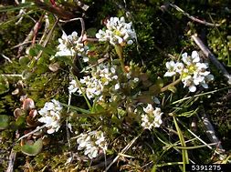 Image result for cochlearia_officinalis