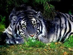 Image result for Rare Tigers