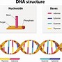 Image result for Relationship Between DNA Genes Chromosomes