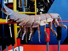 Image result for Biggest Giant Isopod