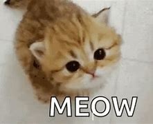 Image result for Meow Cat Meme