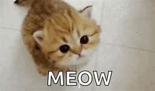 Image result for Meow Cat Meme