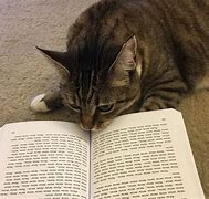 Image result for Cat Book Meow