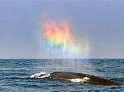 Image result for Whale Bursting
