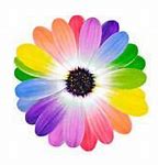 Image result for Colorful Daisy Background