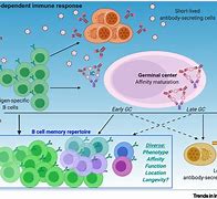 Image result for What Are Memory B Cells
