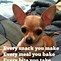 Image result for Crazy Chihuahua Meme