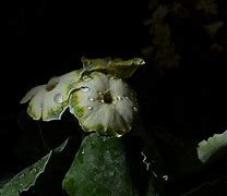 Afbeeldingsresultaten voor Primula auricula Helen Ruane