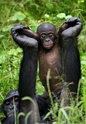 Image result for Bonobo Body