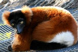 Image result for animaux